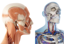 탈모가 있다면 여기를 풀어주는 게 좋습니다.
